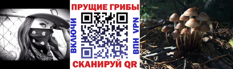 закладки  Александров  Псилоцибиновые грибы Psilocybine cubensis 